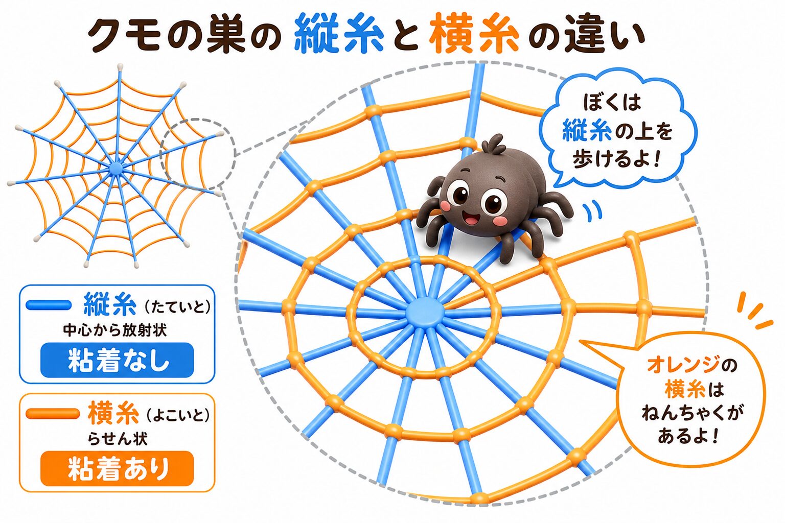 クモの巣の縦糸(放射状・粘着なし)と横糸(らせん状・粘着あり)の違いと、クモが縦糸を歩くことを示した図解