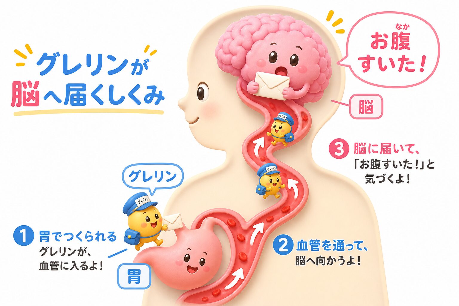 空腹ホルモン・グレリンが胃から血管を通って脳に「お腹すいた」と伝えるしくみの図解