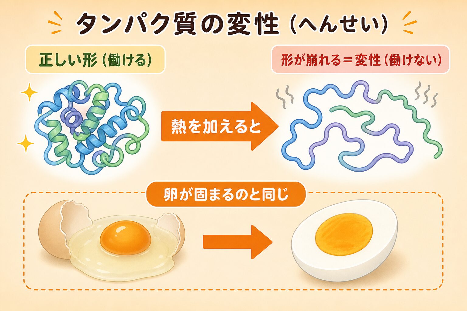 タンパク質の変性——卵が固まる理由と体への影響 の図解