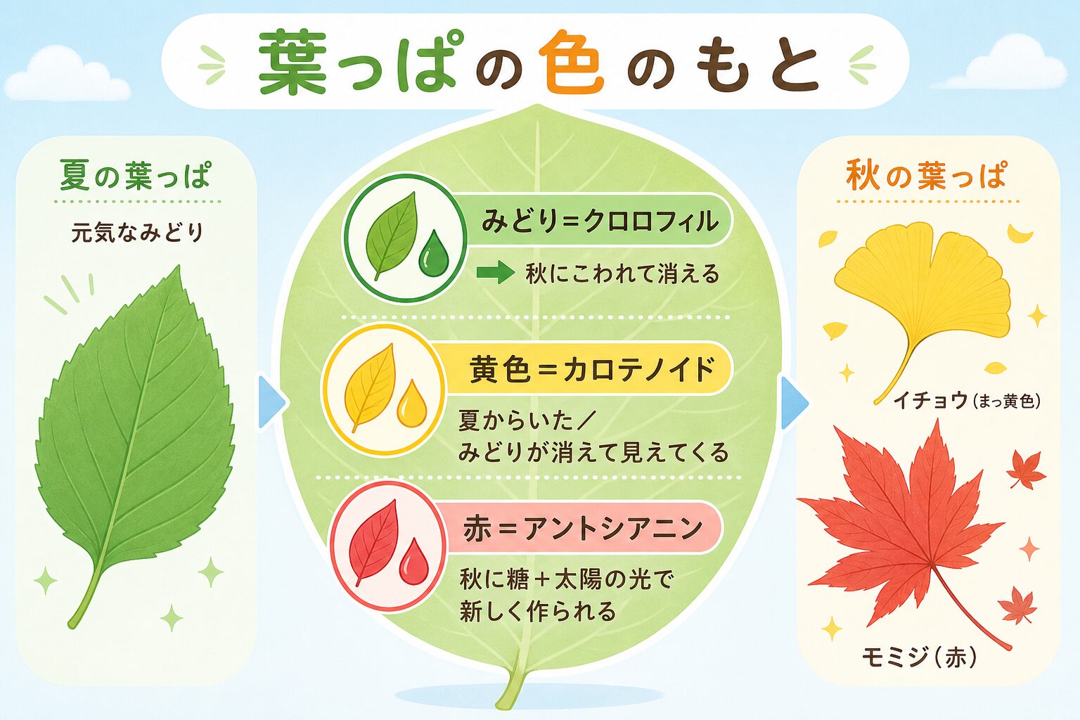 葉っぱの色のもと3つ(クロロフィル・カロテノイド・アントシアニン)の入れ替えを示す図解