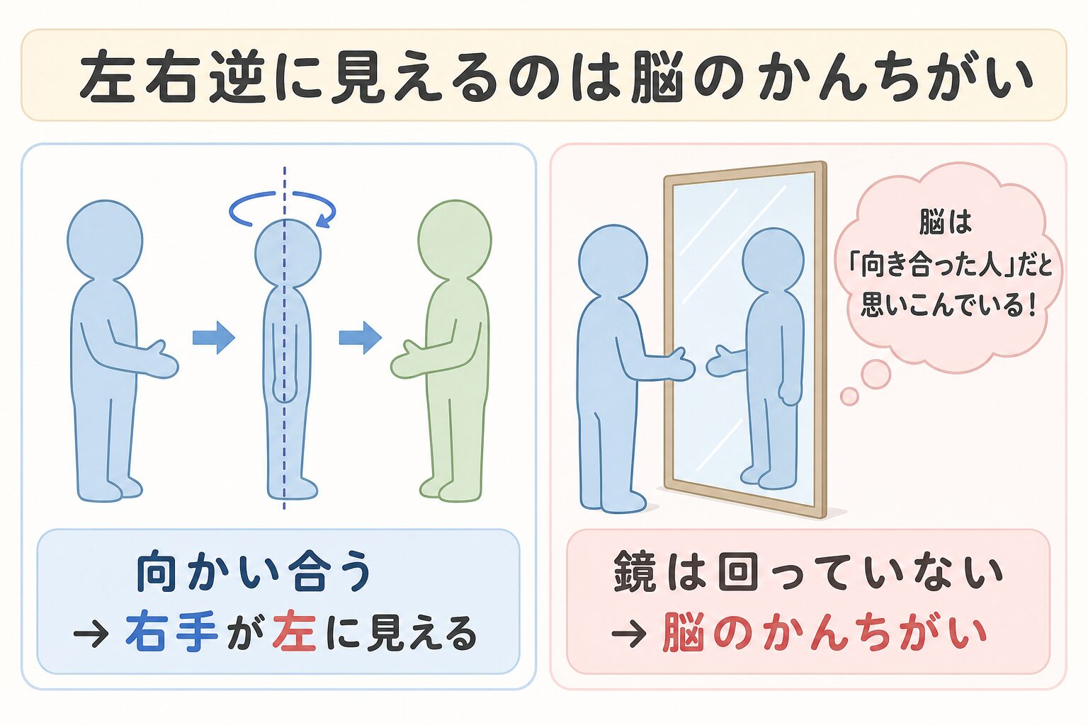 左右が逆に見えるのは脳のかんちがいを示す図解