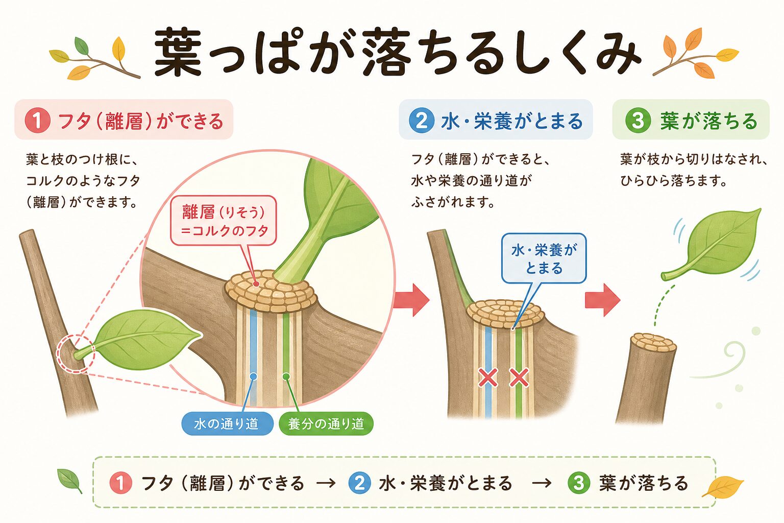 葉っぱの付け根にできる離層のはたらきと落葉の流れを示す図解