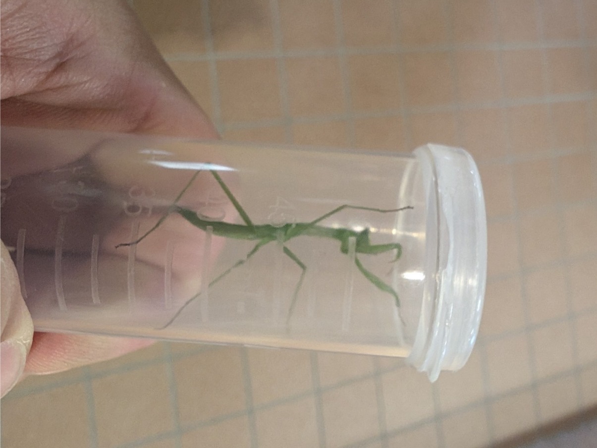 遠沈管の中に入れたカマキリを手に持って見ているところ