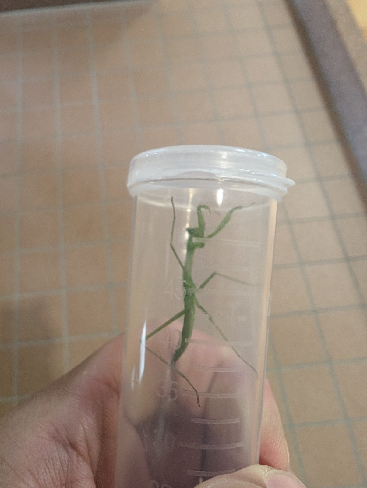遠沈管の中に入れたカマキリを手に持って見ているところ