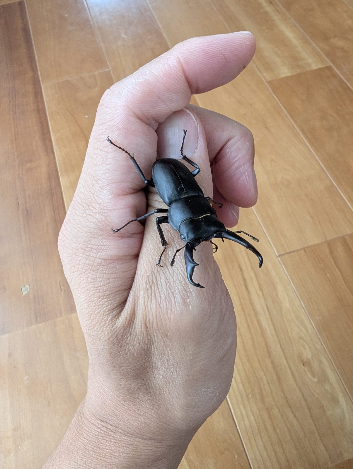 手の甲に乗ったコクワガタ。黒く細長い体と小さな大あご