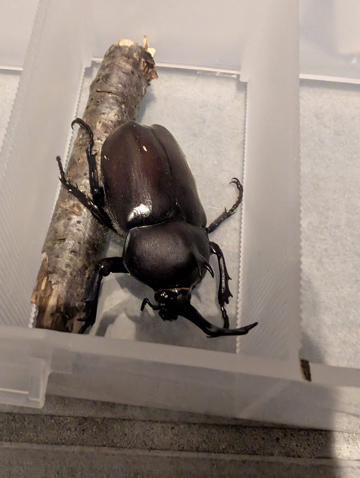 小分けの透明ケースの中で、入れた小枝につかまっているカブトムシのオス