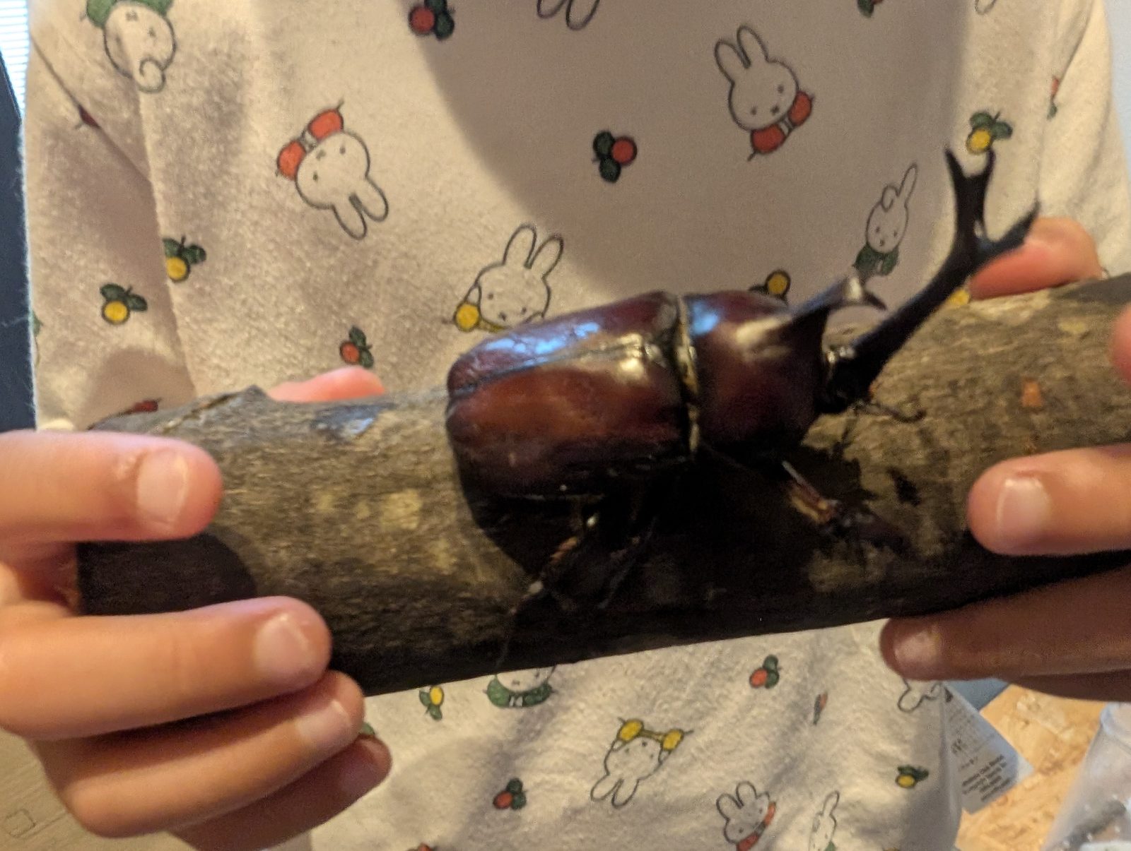 子どもが両手で止まり木を持ち、カブトムシのオスがつかまっている様子
