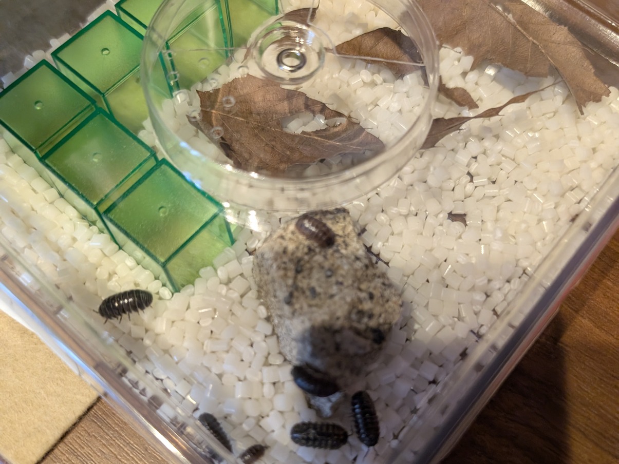 飼育ケースの中。白いチップの上をダンゴムシが数匹歩いている