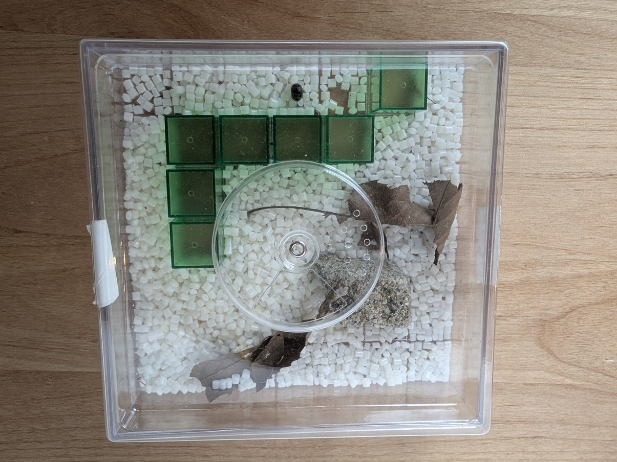 飼育ケースを真上から見たところ。緑のブロックで通路が作られている