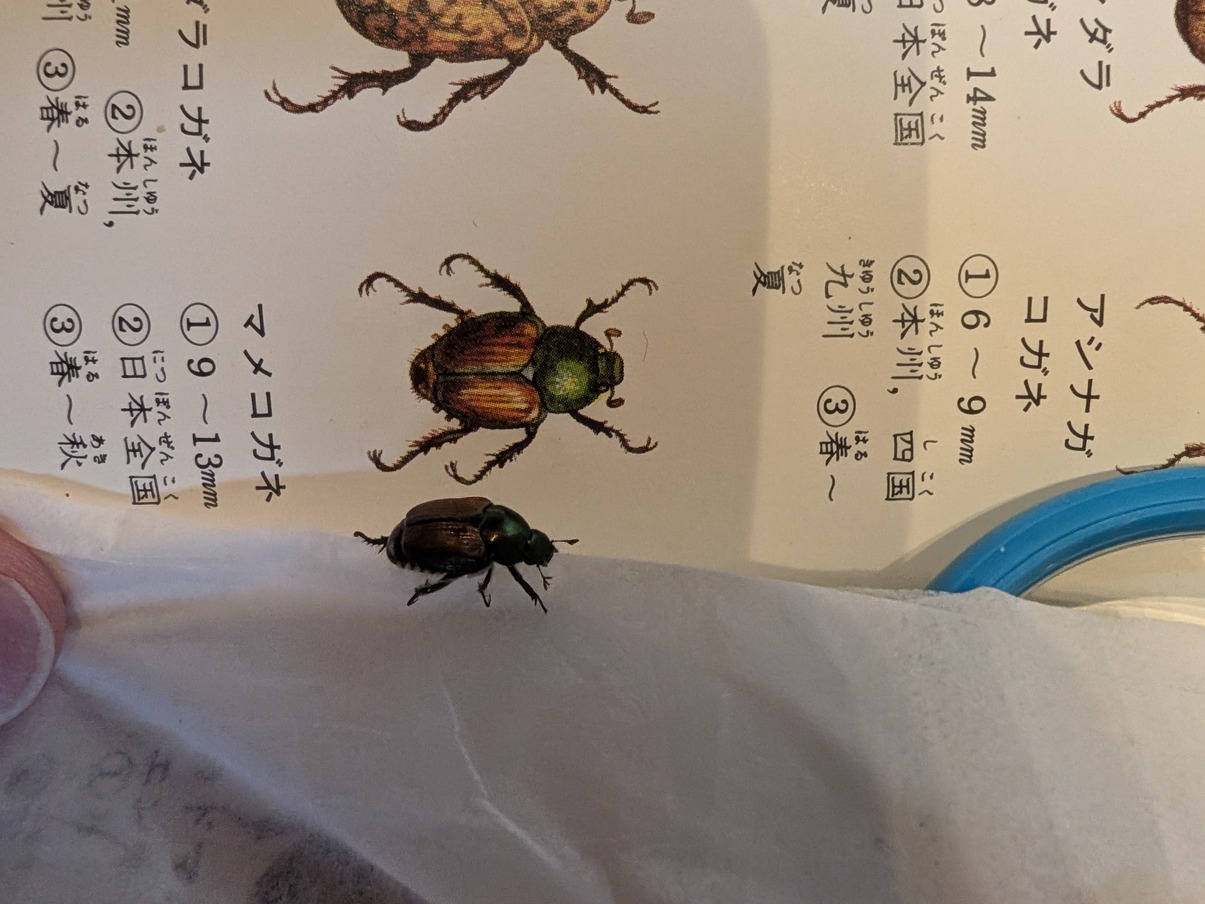 図鑑のコガネムシのページの上に、つかまえた本物のコガネムシが置かれている